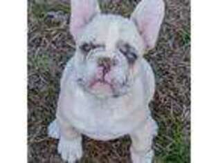 French Bulldog Puppy for sale in Swansboro, NC, USA