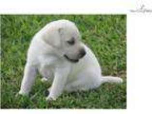 Labrador Retriever Puppy for sale in Tyler, TX, USA