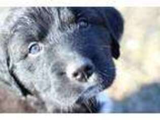 Mutt Puppy for sale in Belton, MO, USA