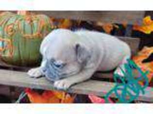 French Bulldog Puppy for sale in Englewood, TN, USA