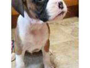 Boxer Puppy for sale in Columbia, CT, USA