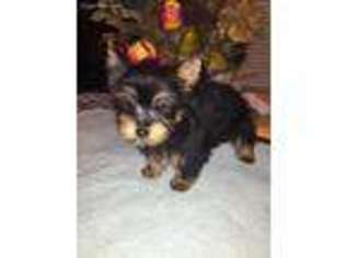 Yorkshire Terrier Puppy for sale in Crowley, TX, USA