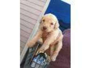 Goldendoodle Puppy for sale in Loxahatchee, FL, USA