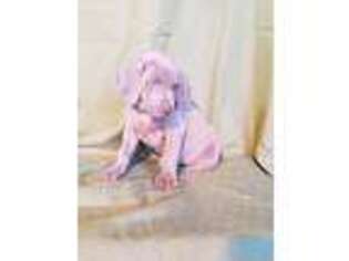 Weimaraner Puppy for sale in Kirkwood, PA, USA