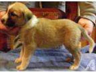 Anatolian Shepherd Puppy for sale in MARTIN, TN, USA