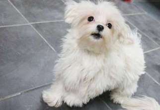 Maltese Puppy for sale in Conway Springs, KS, USA