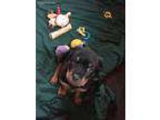 Rottweiler Puppy for sale in Scottsbluff, NE, USA