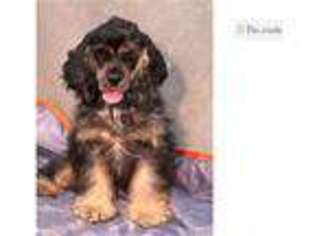 Cocker Spaniel Puppy for sale in Kirksville, MO, USA