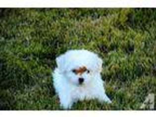 Bichon Frise Puppy for sale in SEARCY, AR, USA