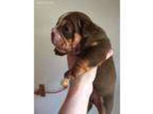 Olde English Bulldogge Puppy for sale in Grass Lake, MI, USA