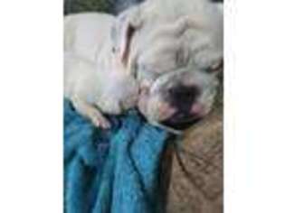Miniature Bulldog Puppy for sale in Shelby, NC, USA