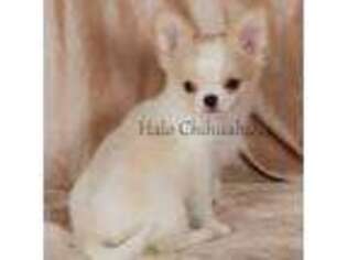Chihuahua Puppy for sale in Carthage, MO, USA