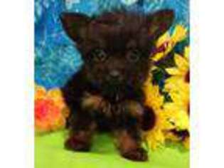 Chorkie Puppy for sale in Alba, TX, USA