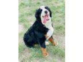 Bernese Mountain Dog Puppy for sale in Fleming, CO, USA