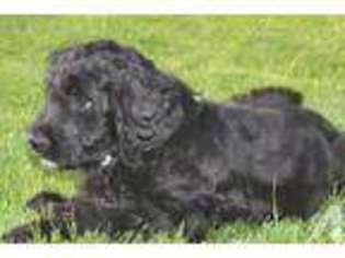 Labradoodle Puppy for sale in TEMECULA, CA, USA