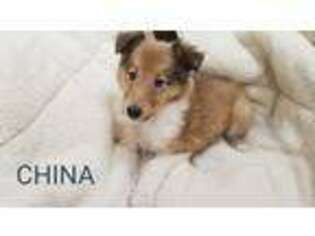 Collie Puppy for sale in Jersey City, NJ, USA