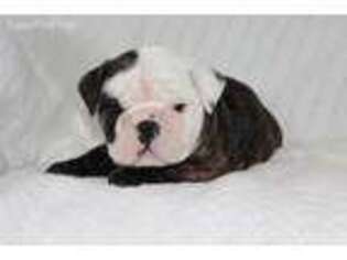 Bulldog Puppy for sale in Lott, TX, USA