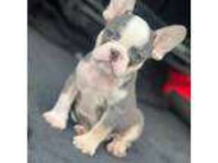 French Bulldog Puppy for sale in Fort Washington, MD, USA