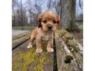 Cocker Spaniel Puppy for sale in Syracuse, IN, USA