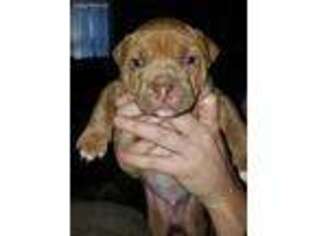 American Staffordshire Terrier Puppy for sale in Warwick, RI, USA