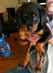 Rottweiler Puppy for sale in Wauconda, IL, USA