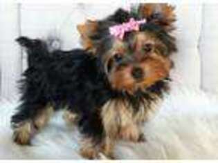 Yorkshire Terrier Puppy for sale in Manitowoc, WI, USA