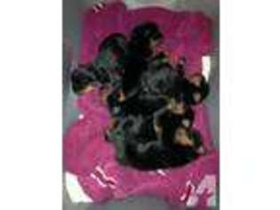 Rottweiler Puppy for sale in WILKES BARRE, PA, USA