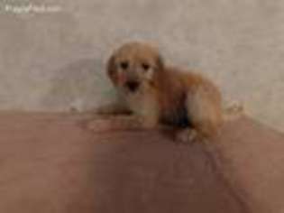 Goldendoodle Puppy for sale in New Bremen, OH, USA