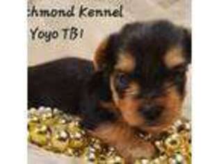 Yorkshire Terrier Puppy for sale in London, OH, USA