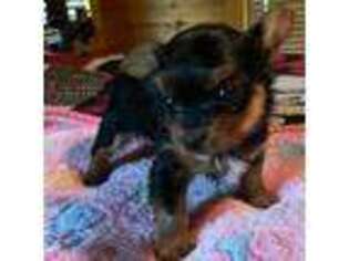 Yorkshire Terrier Puppy for sale in Chester, SC, USA