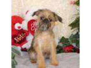 Brussels Griffon Puppy for sale in Rogers, AR, USA
