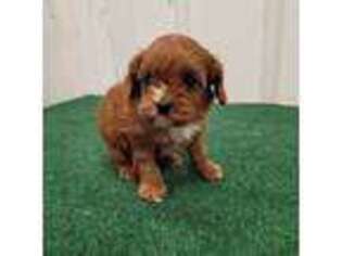 Cavapoo Puppy for sale in Buffalo, MO, USA