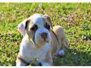 American Bulldog Puppy for sale in Joplin, MO, USA