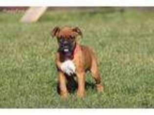Boxer Puppy for sale in Peach Bottom, PA, USA