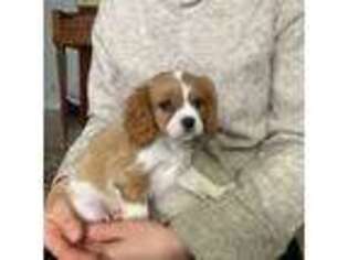 Cavalier King Charles Spaniel Puppy for sale in Hinton, VA, USA