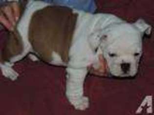 Bulldog Puppy for sale in FRANKLIN, IN, USA