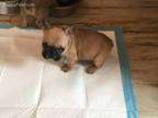 French Bulldog Puppy for sale in Marshfield, WI, USA