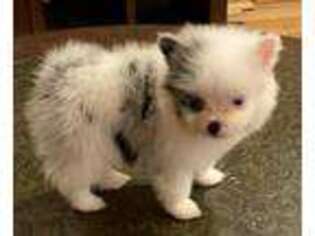 Pomeranian Puppy for sale in Shepherd, MT, USA