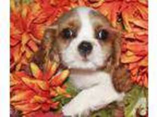 Cavalier King Charles Spaniel Puppy for sale in LA JOLLA, CA, USA