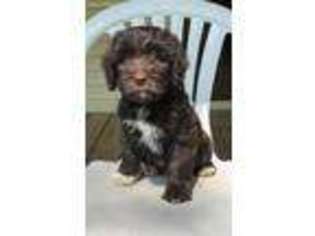 Labradoodle Puppy for sale in Browns Summit, NC, USA