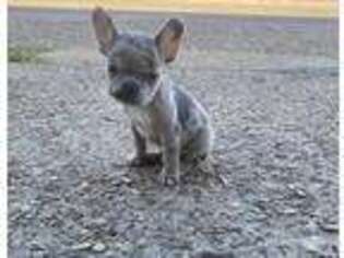 French Bulldog Puppy for sale in West Memphis, AR, USA