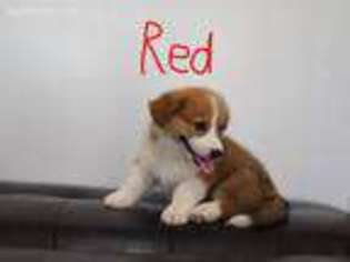 Pembroke Welsh Corgi Puppy for sale in Westminster, CA, USA