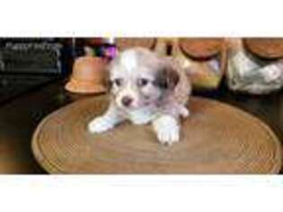 Havanese Puppy for sale in Mocksville, NC, USA