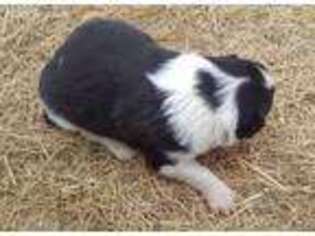 Border Collie Puppy for sale in Bagley, MN, USA
