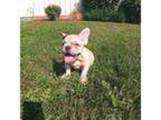 French Bulldog Puppy for sale in Thornton, CO, USA