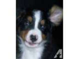 Bernese Mountain Dog Puppy for sale in CAMPTONVILLE, CA, USA