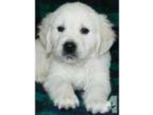 Golden Retriever Puppy for sale in SHELL KNOB, MO, USA