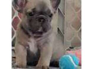 French Bulldog Puppy for sale in Huffman, TX, USA