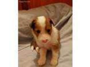 Shetland Sheepdog Puppy for sale in Clio, MI, USA