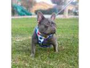 French Bulldog Puppy for sale in Visalia, CA, USA